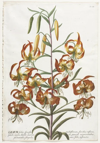Plantae Selectae: No. 11 - Lily by Georg Dionysius Ehret, print, 1773