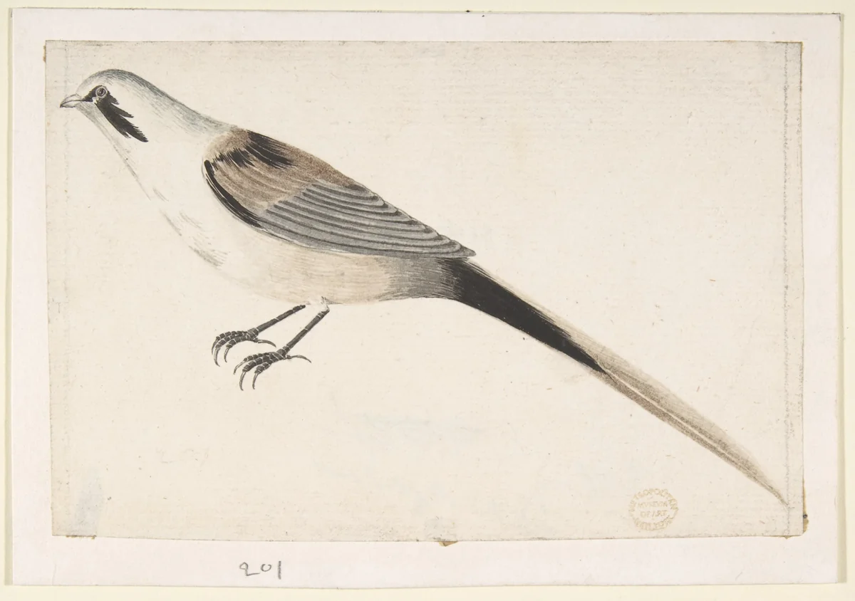 Long-Tailed Bird Seen in Profile by Count Giorgio Durante, drawing, 1700-1755