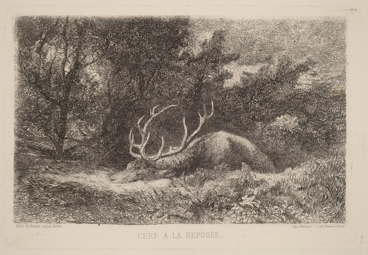 Cerf a la Reposee by Karl Bodmer, print, 1809-1893
