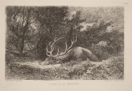 Cerf a la Reposee by Karl Bodmer, print, 1809-1893
