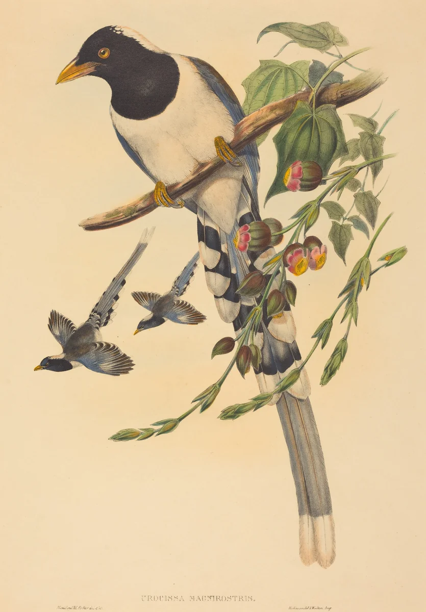 Urocissa magnirostris by H.C. Richter; John Gould, print, 1850-1883