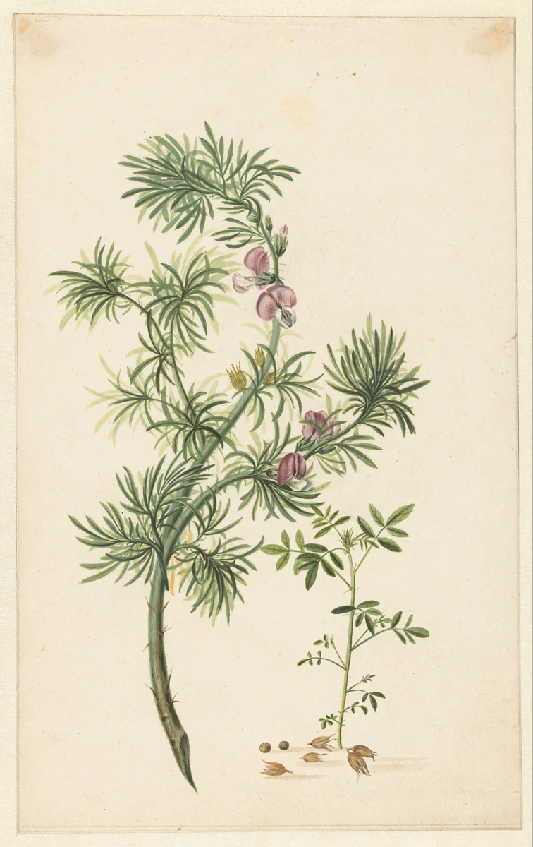 Brem (Genista) by Herman Henstenburgh, drawing, 1685