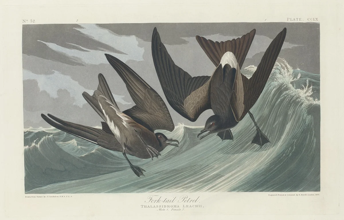 Fork-tailed Petrel by Robert Havell, Jr.; John James Audubon, print, 1835