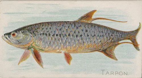 Tarpon, from the Fish from American Waters series (N8) for Allen & Ginter Cigarettes Brands by Allen & Ginter, print, 1889