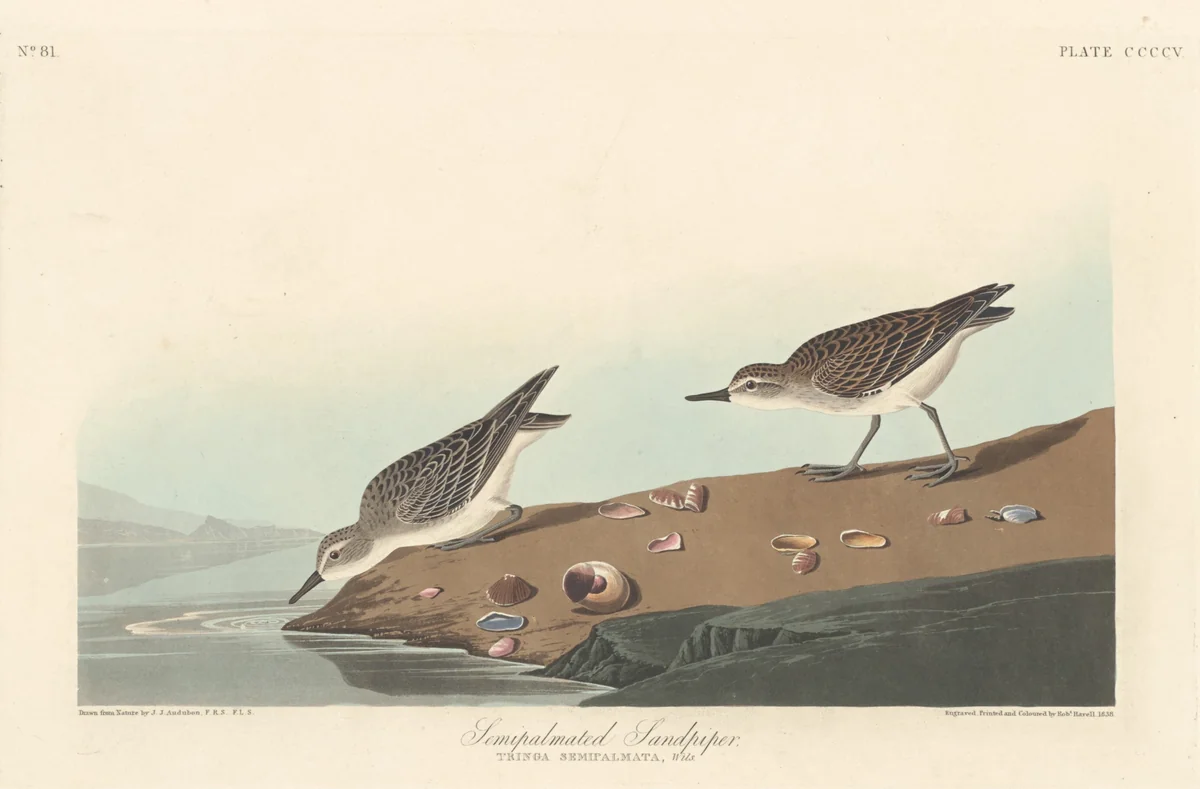 Semi-palmated Sandpiper by Robert Havell, Jr.; John James Audubon, print, 1838