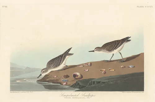 Semi-palmated Sandpiper by Robert Havell, Jr.; John James Audubon, print, 1838