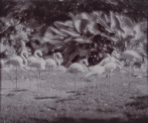 Flamingos by Linda Connor, photograph, 1976