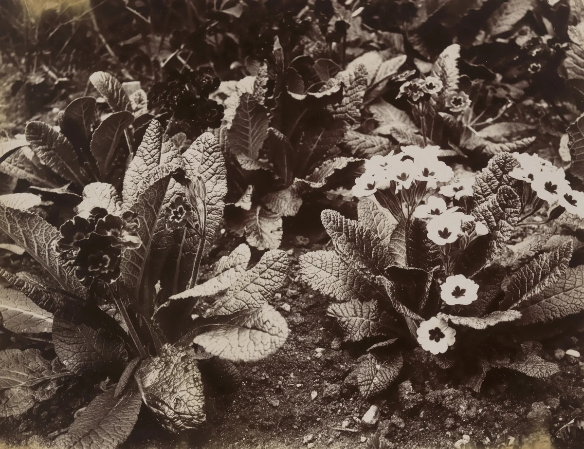 Primavère by Eugène Atget, photograph, 1921