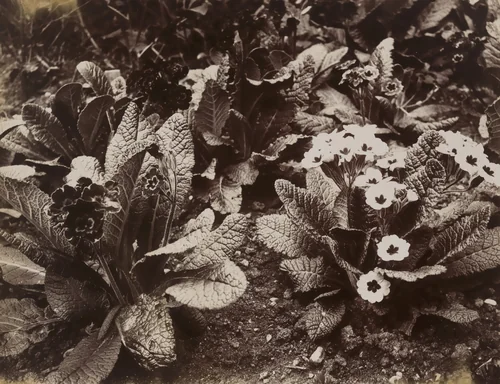 Primavère by Eugène Atget, photograph, 1921