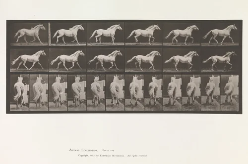 Animal Locomotion. An Electro-Photographic Investigation of Consecutive Phases of Animal Movements. Commenced 1872 - Completed 1885. Volume IX, Horses by Eadweard Muybridge, book, 1887