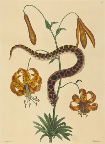 The Hog-nose Snake (Boa contortrix) by Mark Catesby, print, 1731-1743