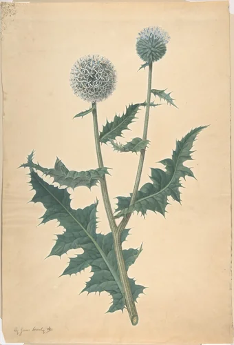 Study of a thistle by James Sowerby, drawing, 1770-1822