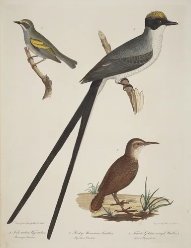 Fork-tailed Flycatcher, Rocky Mountain Anteater, and Female Golden-winged Warbler by Titian Ramsay Peale, print, 1773-1846