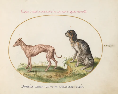 Plate 36: Two Spotted Hounds by Joris Hoefnagel, drawing, 1570-1599