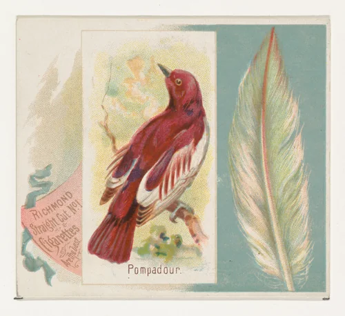 Pompadour, from the Song Birds of the World series (N42) for Allen & Ginter Cigarettes by Allen & Ginter, print, 1890