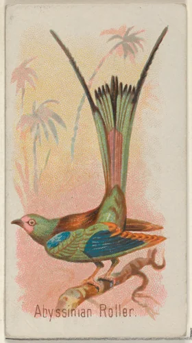 Abyssinian Roller, from the Song Birds of the World series (N23) for Allen & Ginter Cigarettes by Allen & Ginter, print, 1890