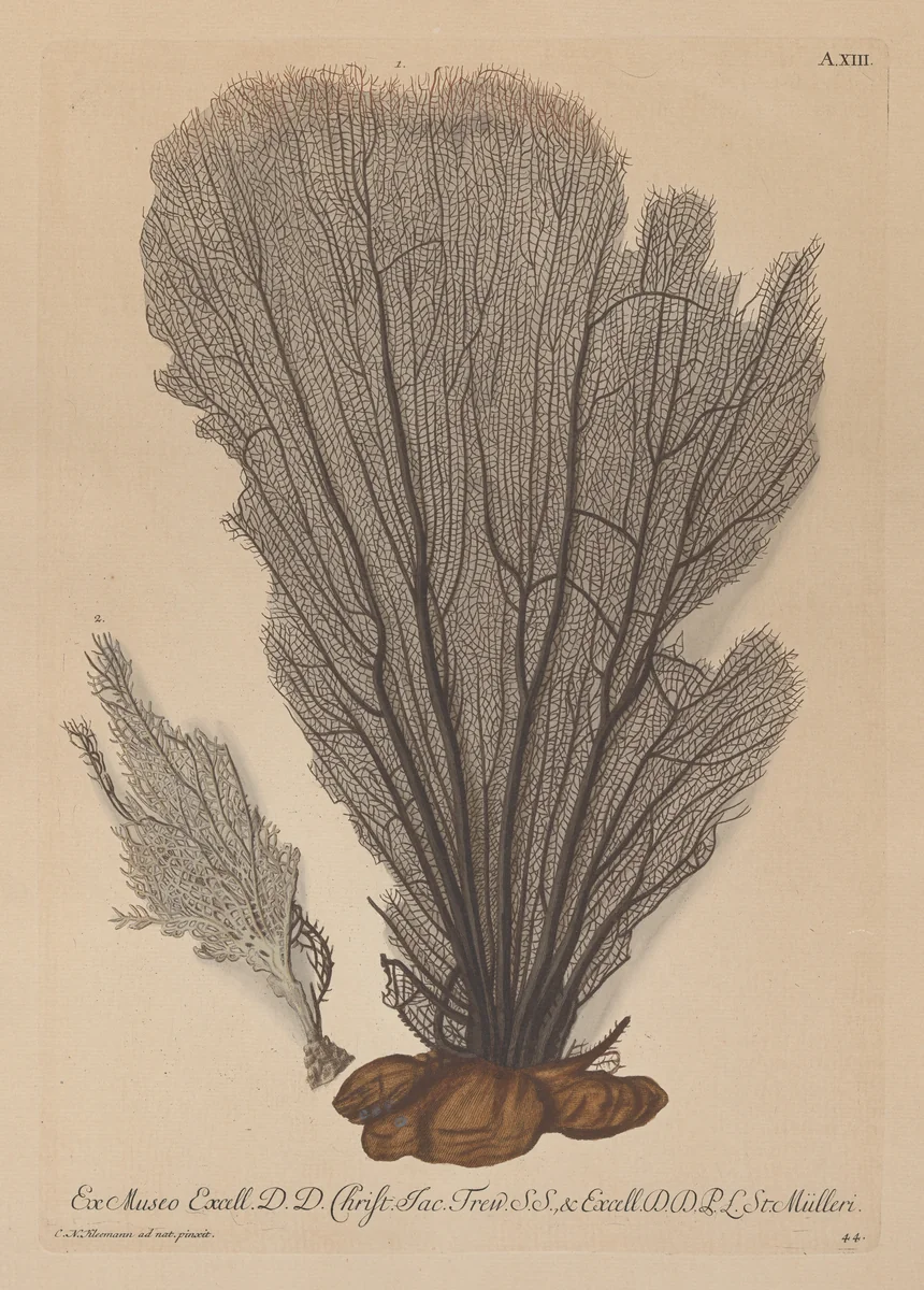 Plate A. XIII, from "Deliciae Naturae Selectae" by Georg Wolfgang Knorr, print, 1751-1767