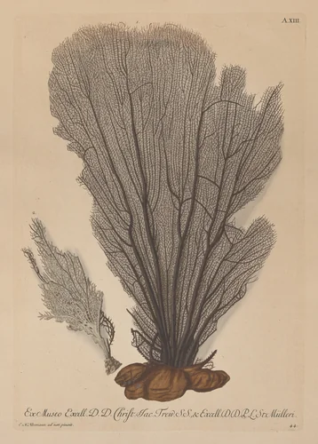 Plate A. XIII, from "Deliciae Naturae Selectae" by Georg Wolfgang Knorr, print, 1751-1767