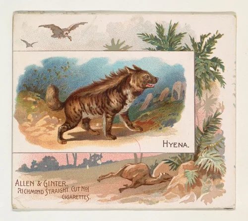 Hyena, from Quadrupeds series (N41) for Allen & Ginter Cigarettes by Allen & Ginter, print, 1890