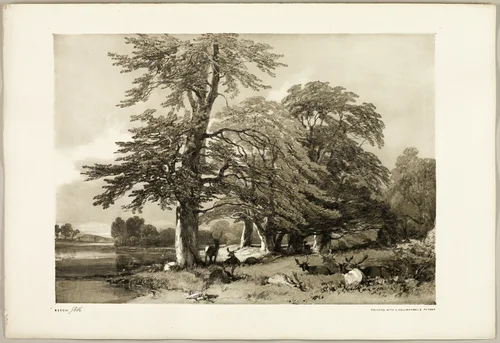 Beech, from The Park and the Forest by James Duffield Harding, print, 1841