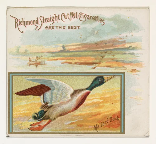 Mallard Duck, from the Game Birds series (N40) for Allen & Ginter Cigarettes by Allen & Ginter, print, 1888-1890