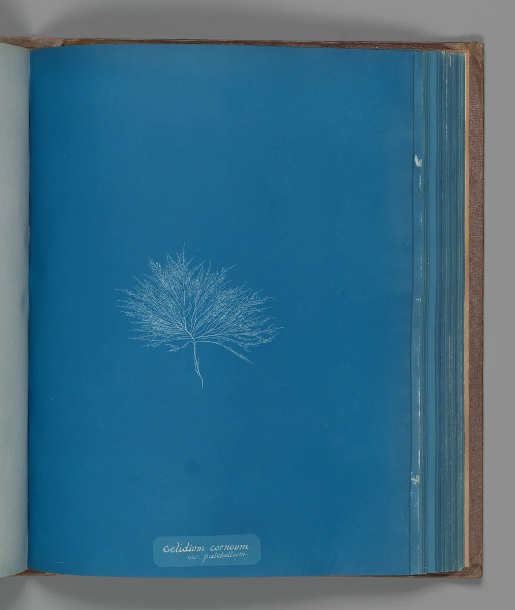 Gelidium corneum, var. pulchellum by Anna Atkins, photograph, 1851-1855