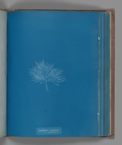 Gelidium corneum, var. pulchellum by Anna Atkins, photograph, 1851-1855