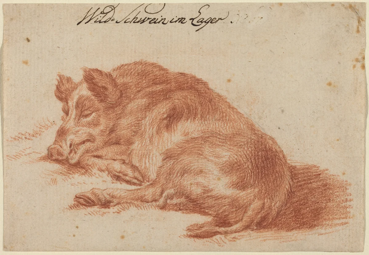 Wild Boar by German 18th Century, drawing, 1700-1799
