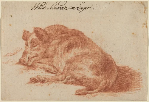 Wild Boar by German 18th Century, drawing, 1700-1799