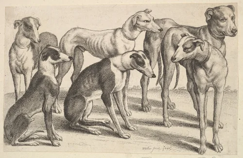 Six Hounds by Wenceslaus Hollar, print, 1646