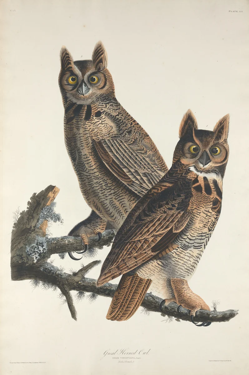 Great Horned Owl by Robert Havell, Jr.; John James Audubon, print, 1829
