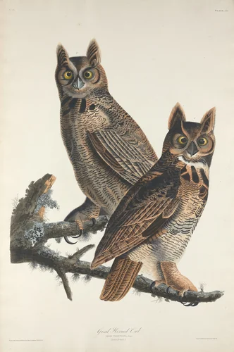 Great Horned Owl by Robert Havell, Jr.; John James Audubon, print, 1829