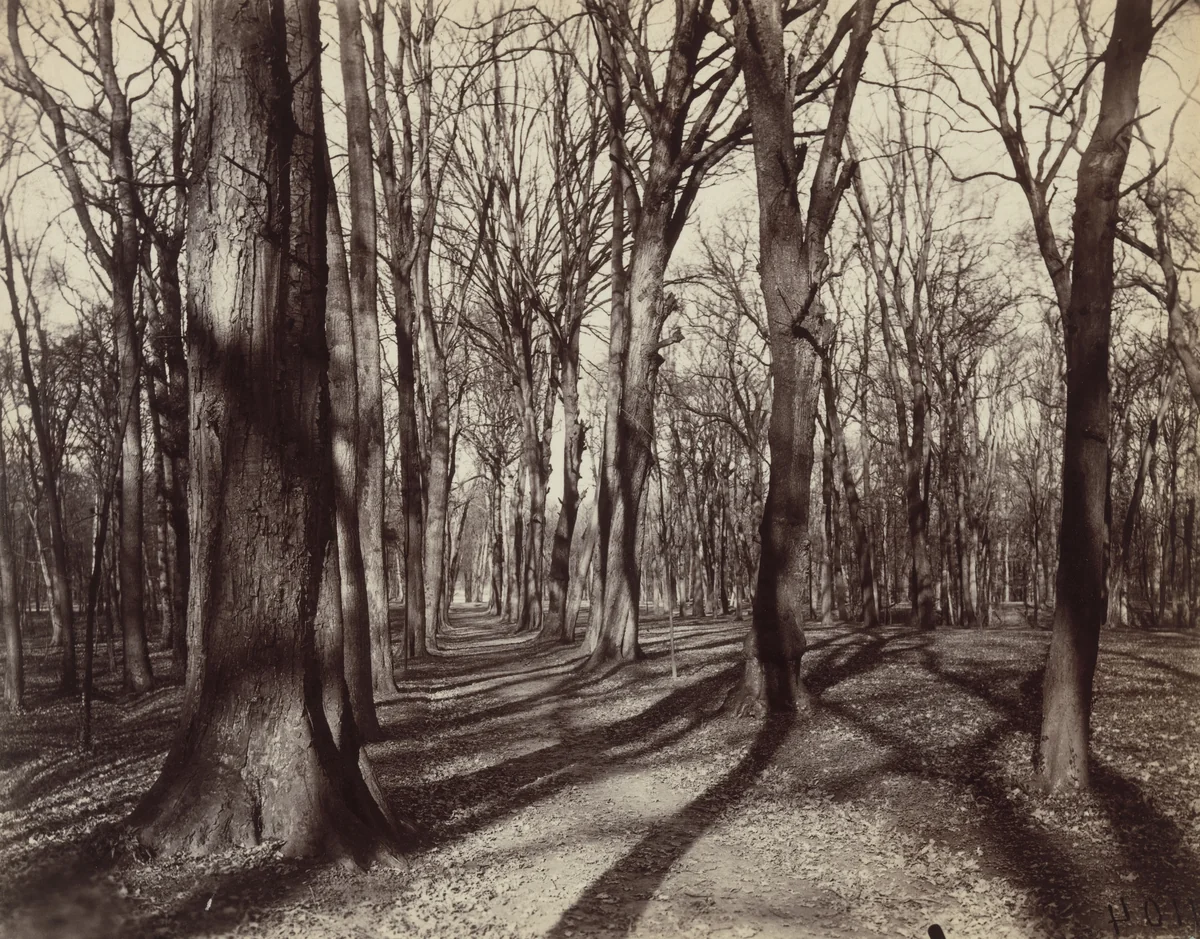 Saint-Cloud by Eugène Atget, photograph, 1922