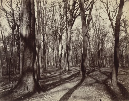 Saint-Cloud by Eugène Atget, photograph, 1922