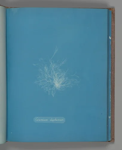 Ceramium diaphanum by Anna Atkins, photograph, 1851-1855
