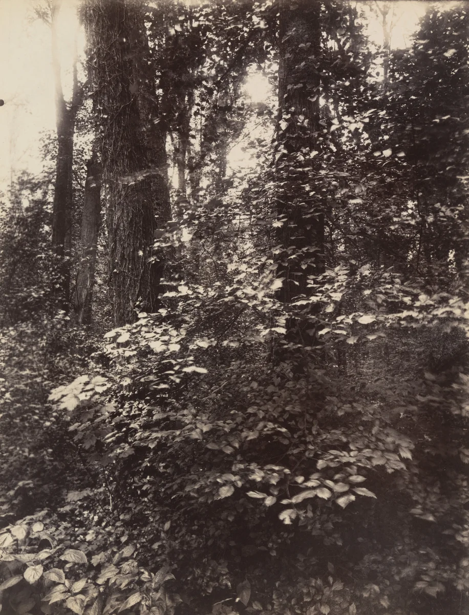 Saint-Cloud by Eugène Atget, photograph, 1923
