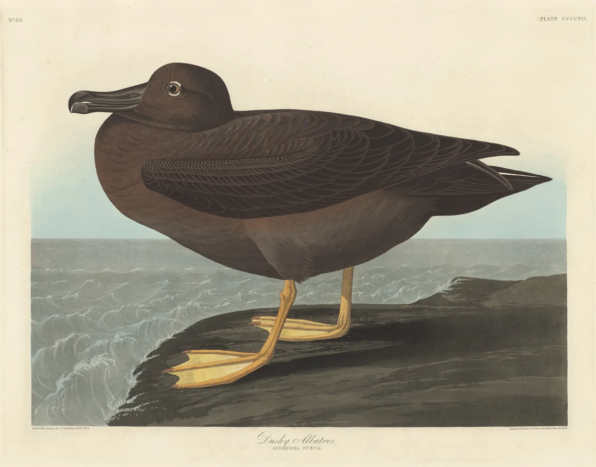 Dusky Albatros by Robert Havell, Jr.; John James Audubon, print, 1838