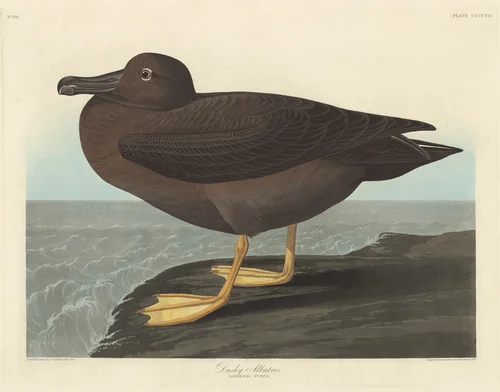 Dusky Albatros by Robert Havell, Jr.; John James Audubon, print, 1838