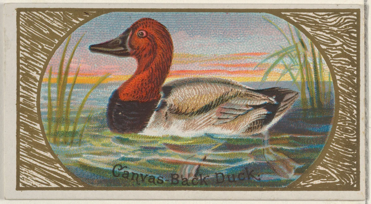 Canvas-Back Duck, from the Game Birds series (N13) for Allen & Ginter Cigarettes Brands by Allen & Ginter, print, 1889