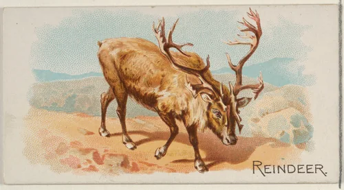 Reindeer, from the Quadrupeds series (N21) for Allen & Ginter Cigarettes by Allen & Ginter, print, 1890