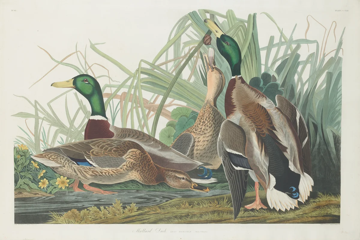 Mallard Duck by Robert Havell, Jr.; John James Audubon, print, 1834