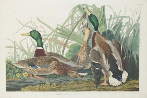 Mallard Duck by Robert Havell, Jr.; John James Audubon, print, 1834