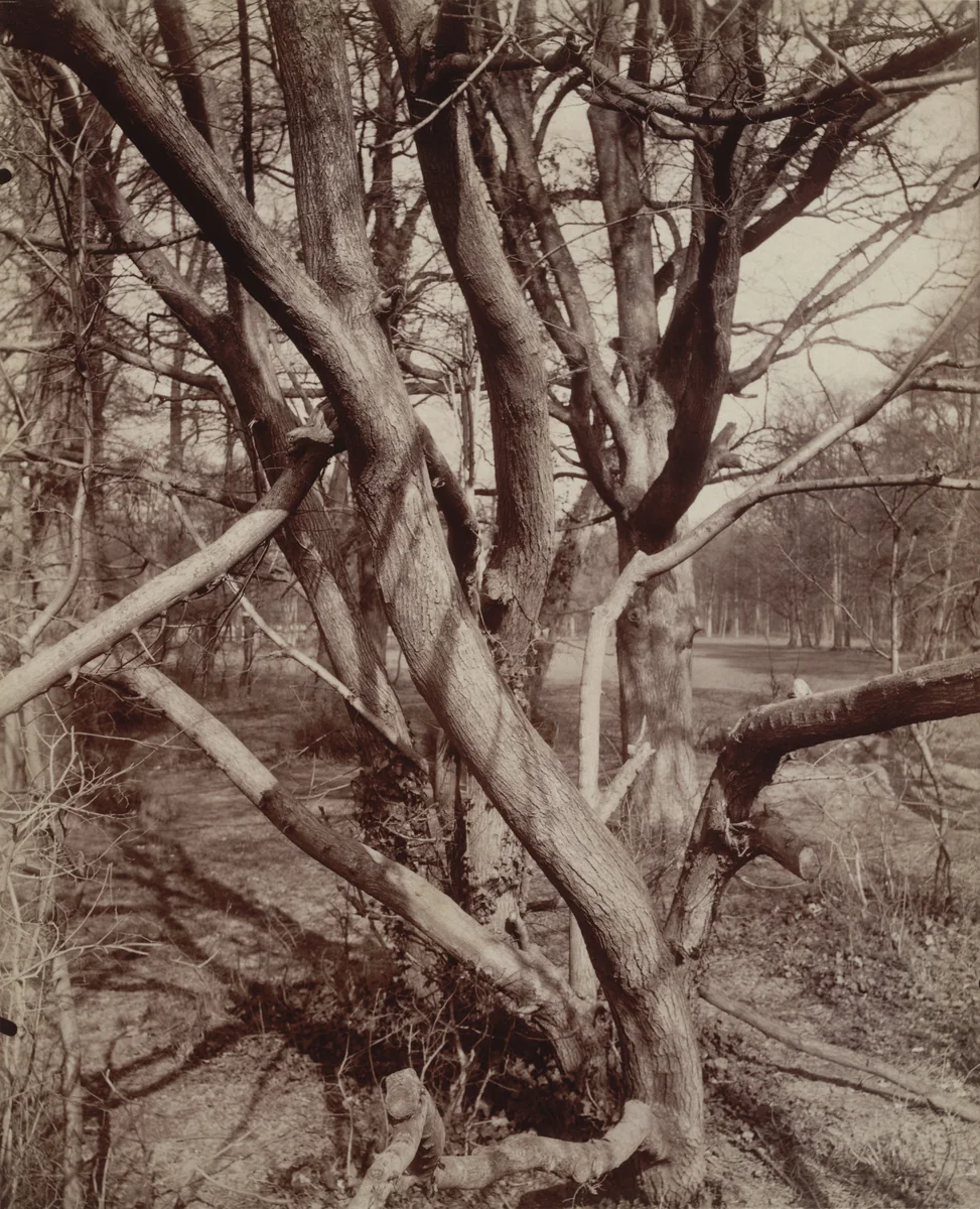 Saint-Cloud by Eugène Atget, photograph, 1922
