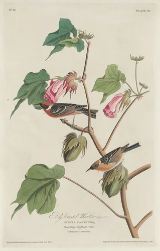 Bay-breasted Warbler by Robert Havell, Jr.; John James Audubon, print, 1829