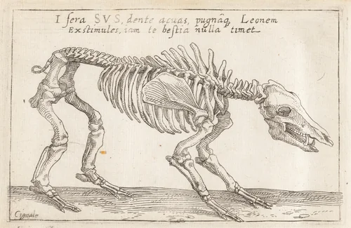 Skeleton of a Boar by Teodoro Filippo di Liagno, print, 1620-1621