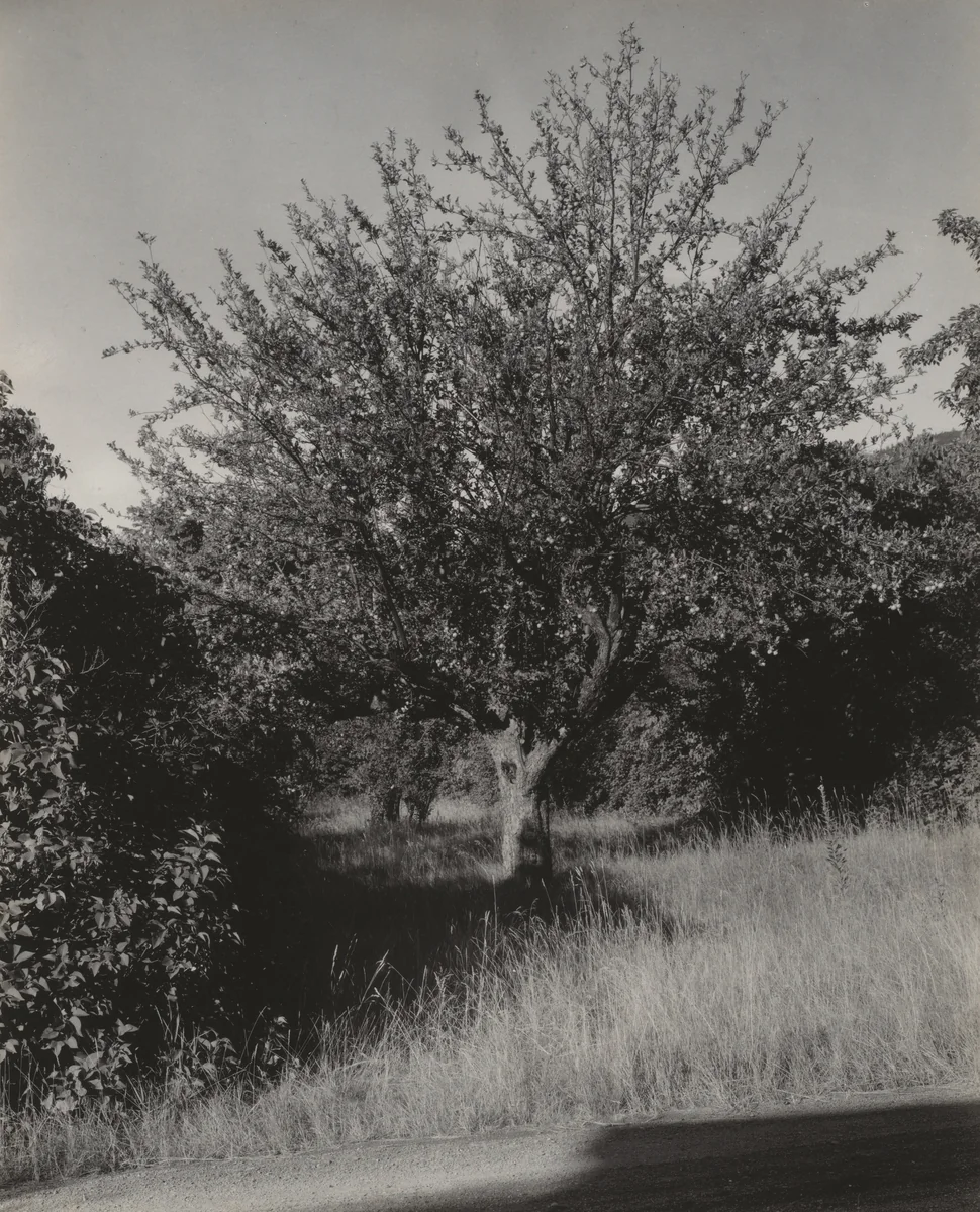 Apple Tree, Lake George by Alfred Stieglitz, photograph, 1933