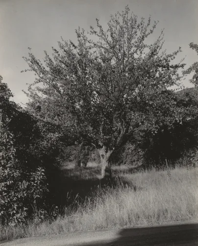 Apple Tree, Lake George by Alfred Stieglitz, photograph, 1933