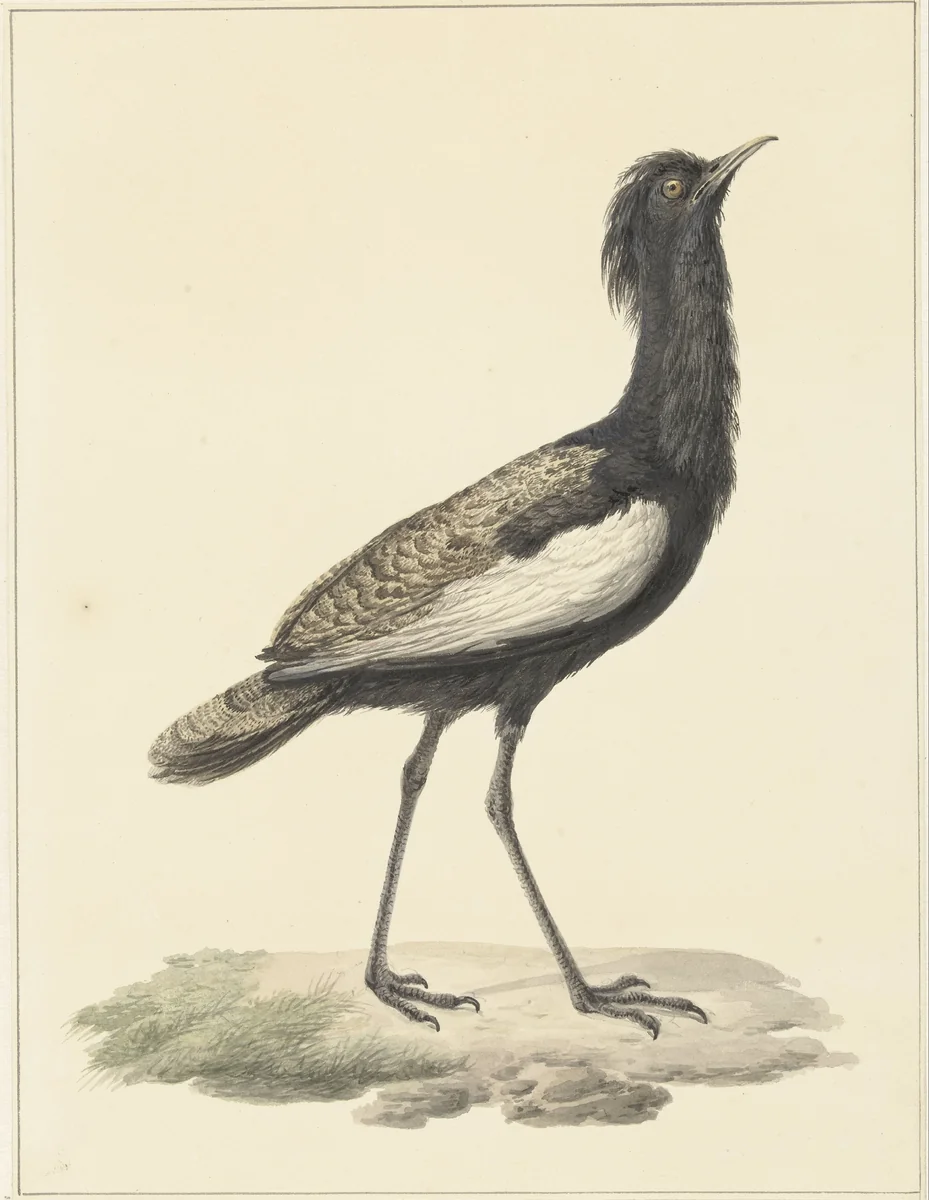 Baardtrap (Eupodotis bengalensis / Houbaropsis bengalensis) by Pieter Pietersz. Barbiers, drawing, 1759-1842