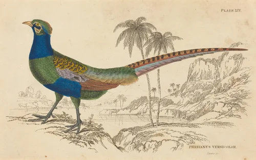 Phasianus Versicolor by William Home Lizars, print, 1788-1859