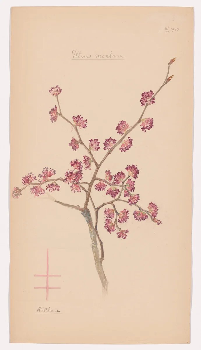 Ulmus glabra (Wych Elm). Sheet 31 from the portfolio Nature Studies by Hilma af Klint, drawing, 1920